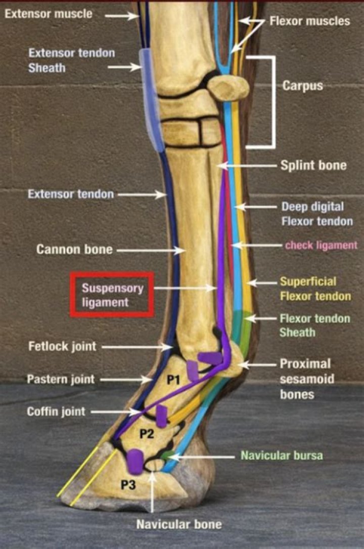 Where is suspensory ligament on a horse?