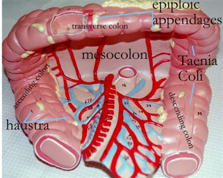Where is teniae coli?