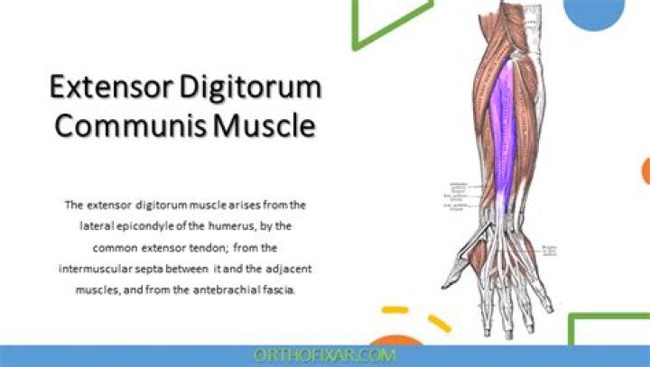 Where is the extensor digitorum communis tendon?