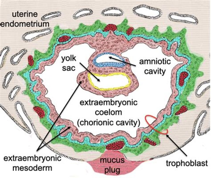 Where is the extraembryonic coelom?