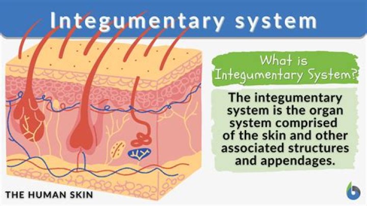 Where is the integumentary system?