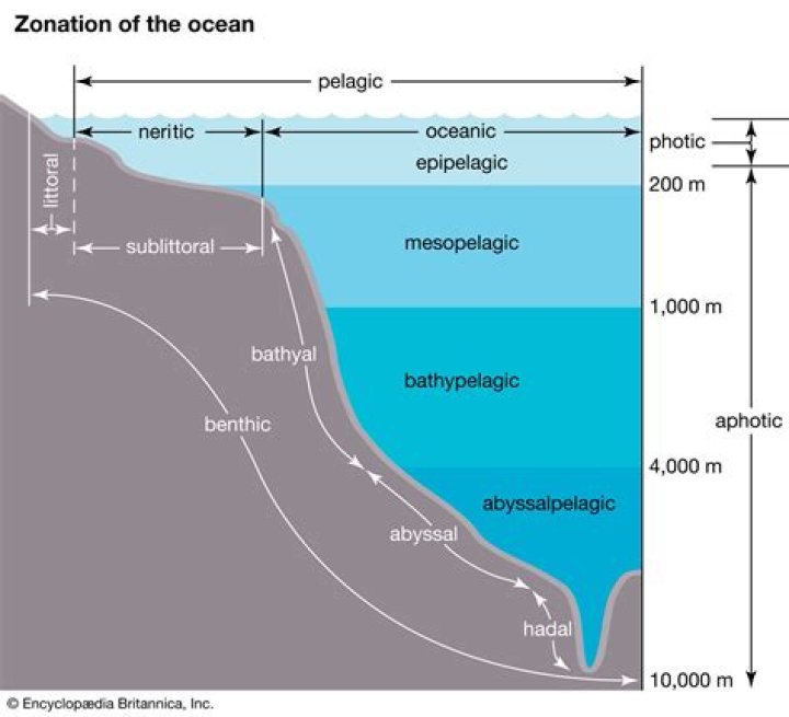 Where is the photic photic and aphotic regions located?