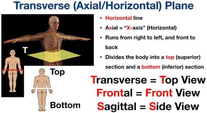 Where is the transverse plane located?