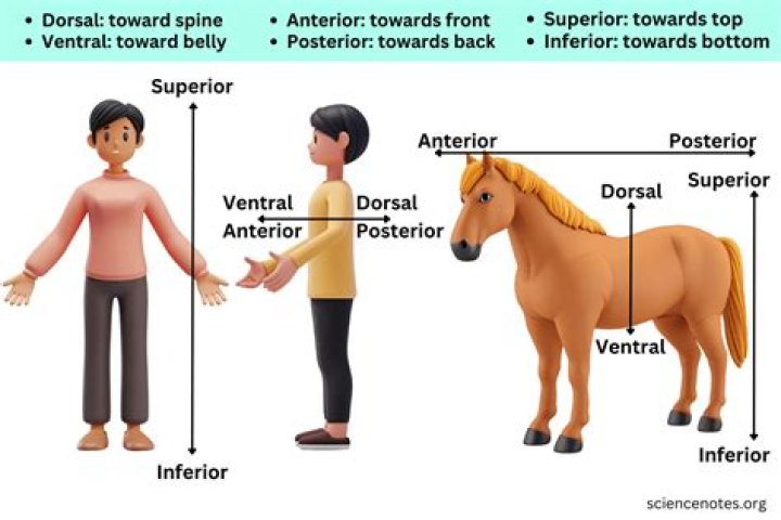 Where is the ventral located?