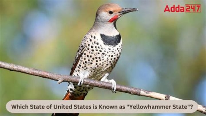 Where is the yellow hammer state?