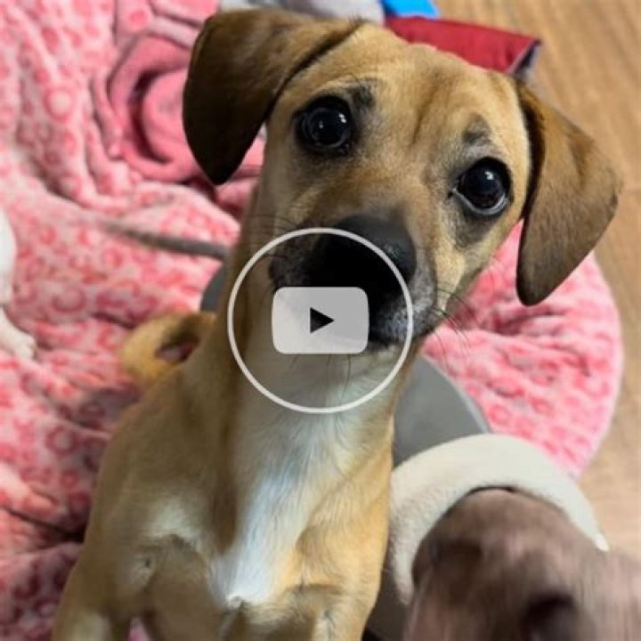 Where is unconditional love pet rescue located?