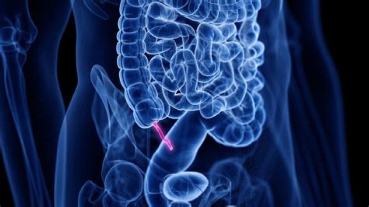 Where is your appendix.located?