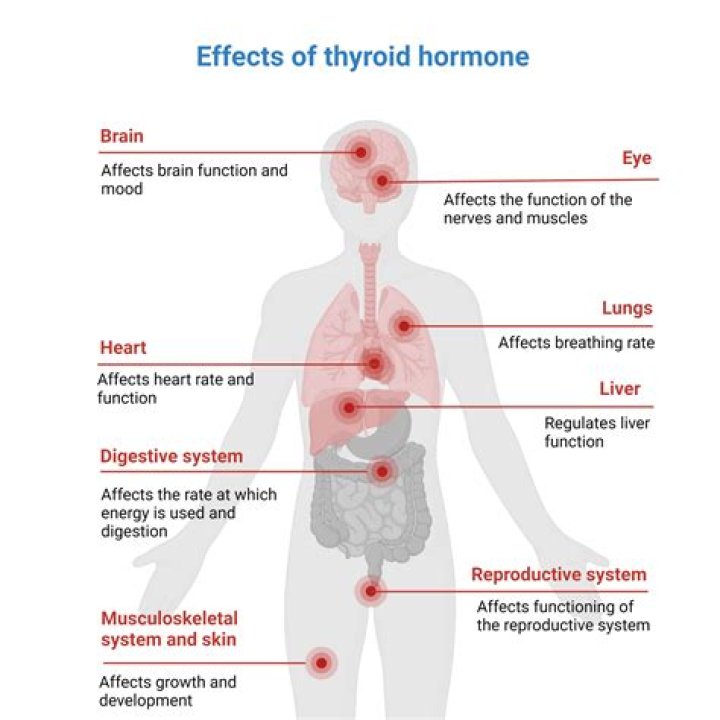 Where is your thyroid in your body?