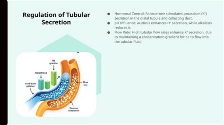 Where tubular secretion occurs?