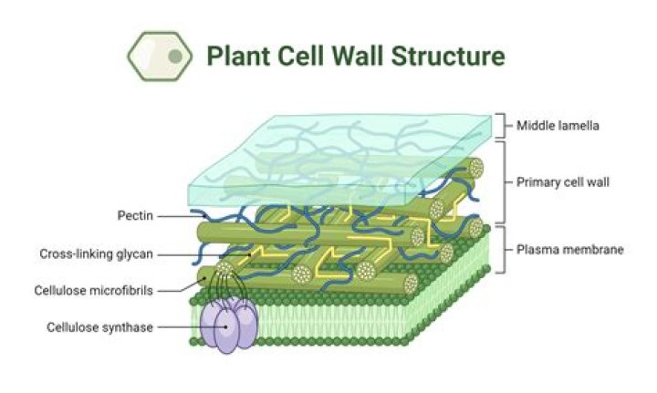 Where would you find plasmodesmata?