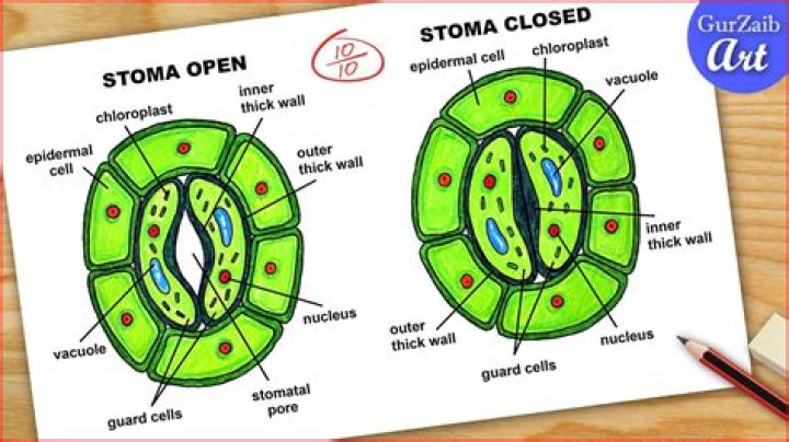 Where would you find stomata?