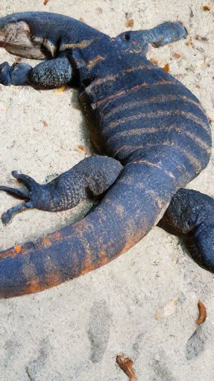Which animals can get sunburned?