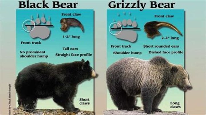 Which bear do you play dead?