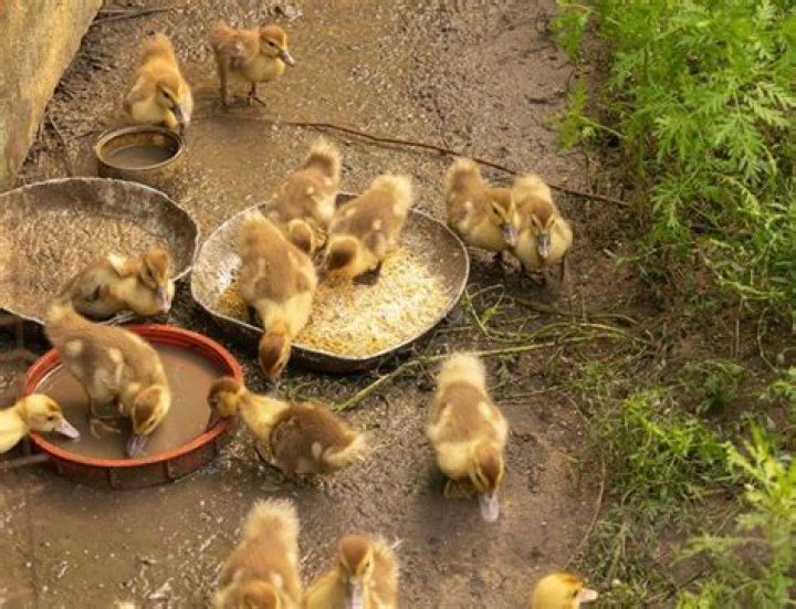 Which birds eat ducklings?