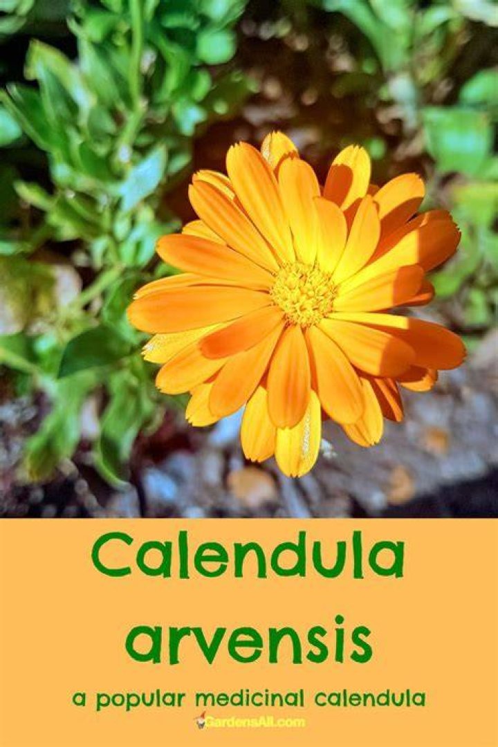 Which calendula is medicinal?