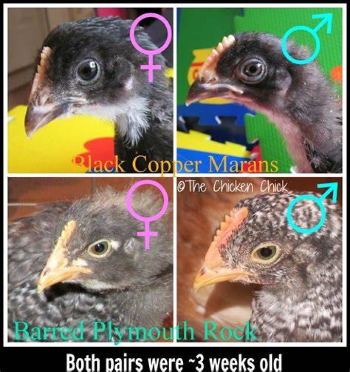 Which chicken breeds can be sexed at birth?