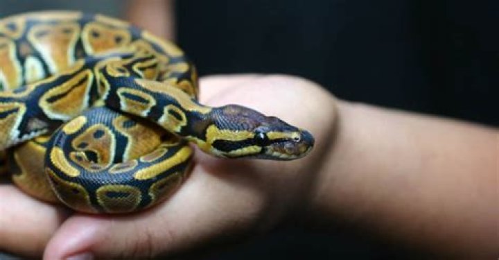 Which country do pythons live?