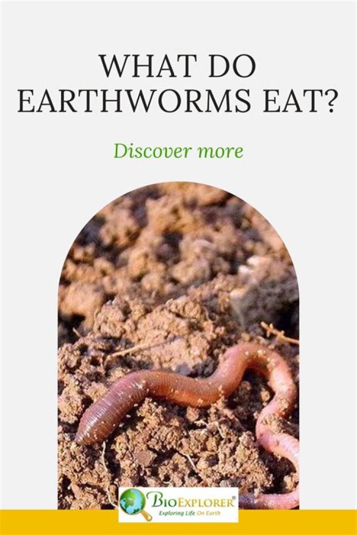 Which do earthworms eat?