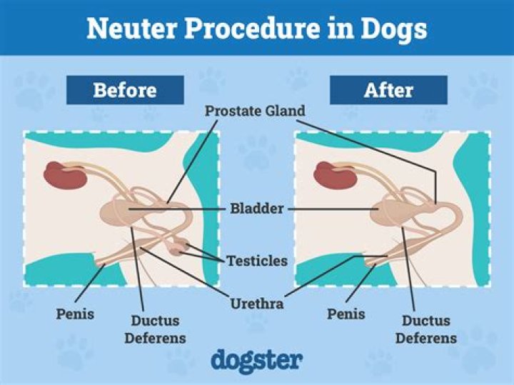 Which dog gets neutered?