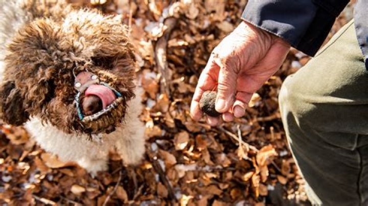 Which dogs are odourless?