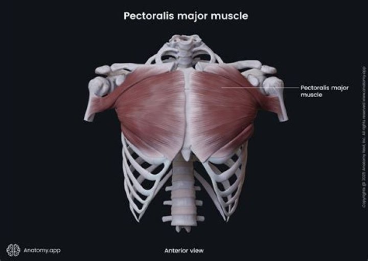 Which dorsal muscle is antagonistic to the pectoralis major?