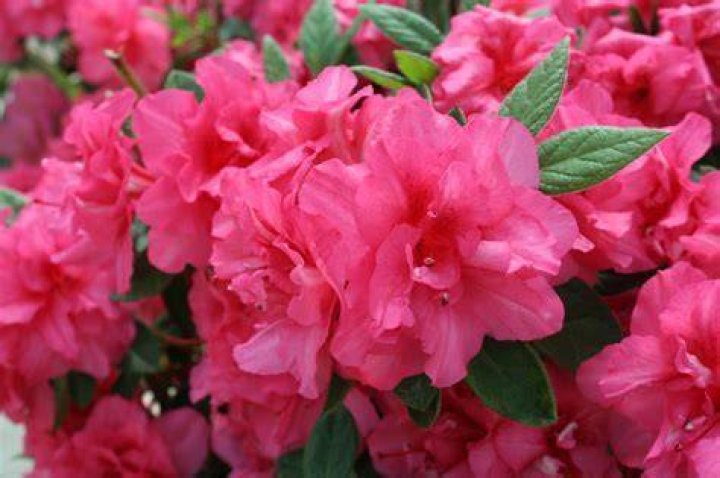Which encore azaleas are evergreen?