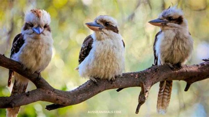 Which family does kookaburra belong?