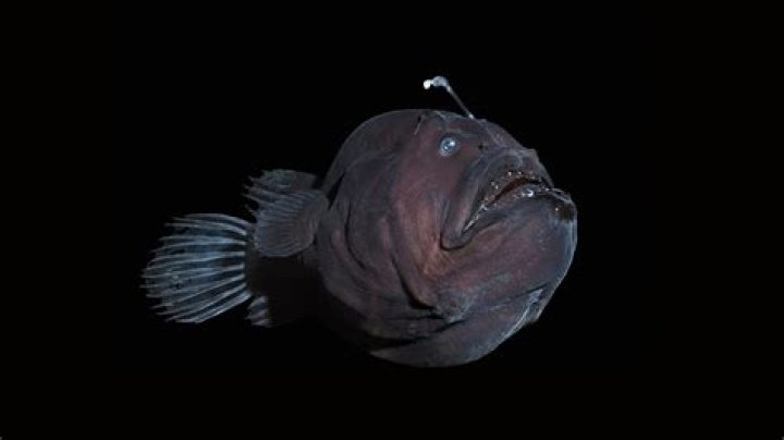 Which fish is known as devil fish?