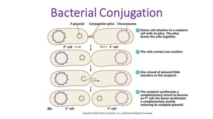 Which gene in a plasmid is indispensable for it to participate in conjugation?