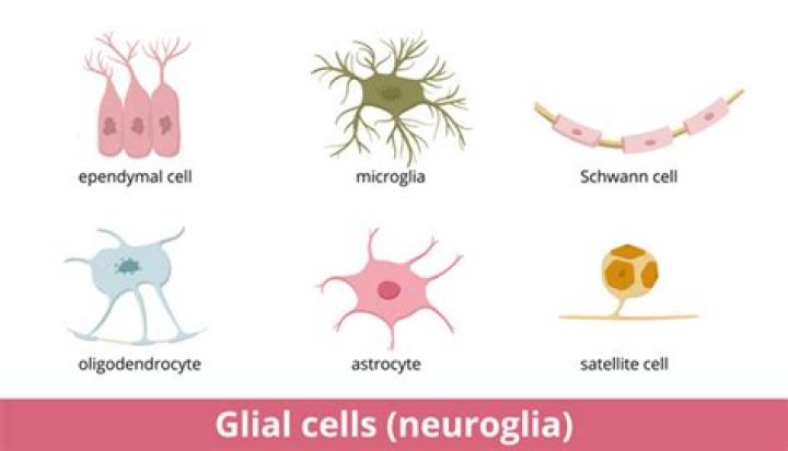 Which glial cells are most abundant in the body?