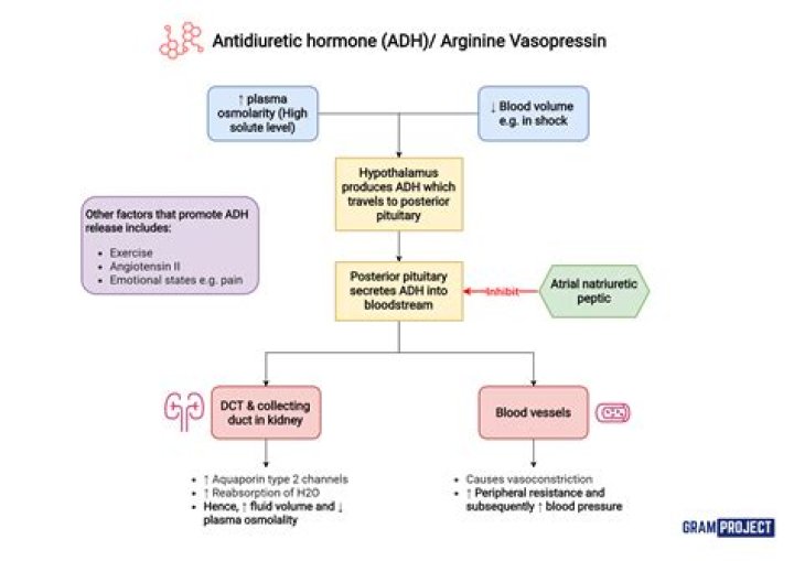Which hormone compensates for blood loss?