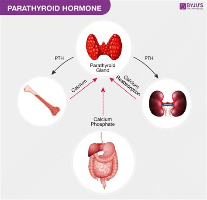 Which hormone works antagonistically to parathormone?