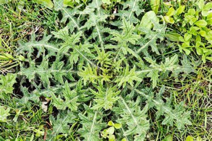 Which is an example of a broadleaf weed?