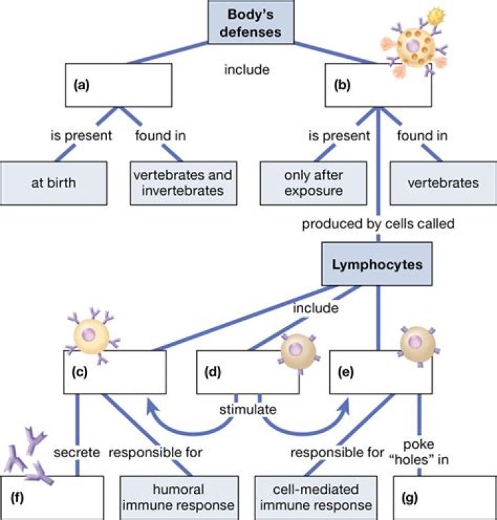 Which is an immune defense mechanism of the body?
