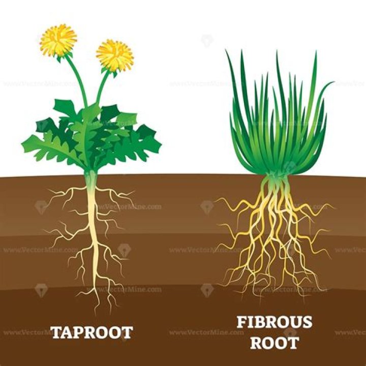 Which is better taproot or fibrous root?