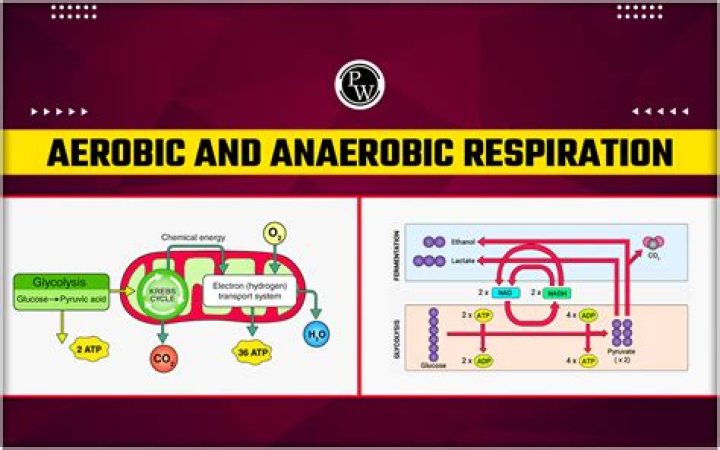 Which is formed during anaerobic respiration?