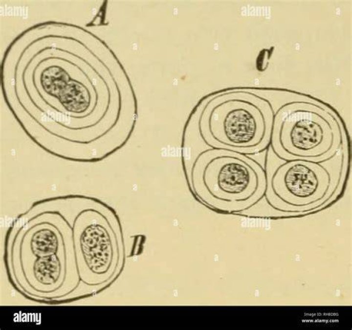 Which is found in gloeocapsa?