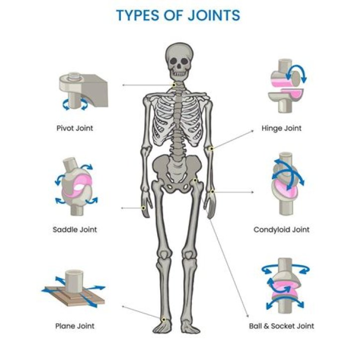 Which joints are uniplanar?