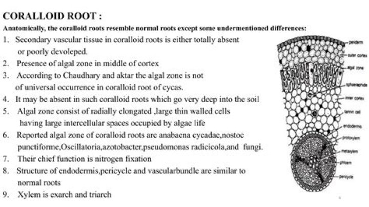 Which of the following genera is associated with coralloid roots?