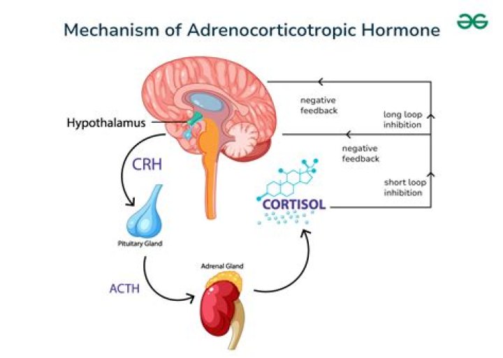 Which of the following is a function of the hormone corticotropin-releasing hormone?
