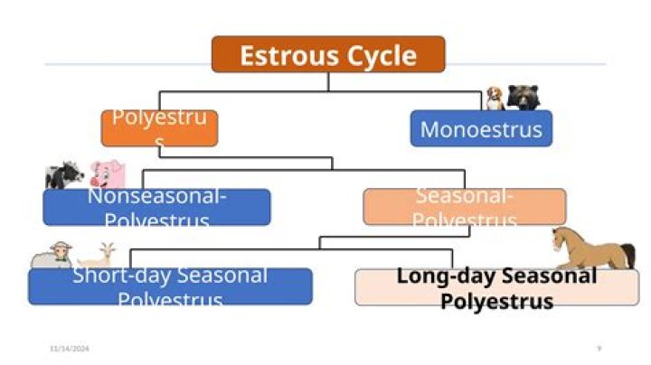 Which of the following is a seasonal polyestrous animals?