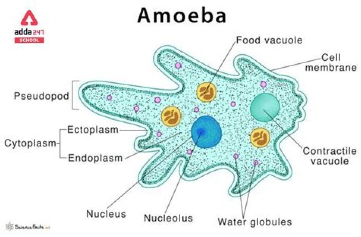 Which of the following is an example of amoeboid protozoans?