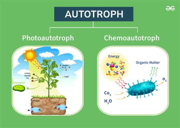 Which of the following is photoautotrophic bacteria?