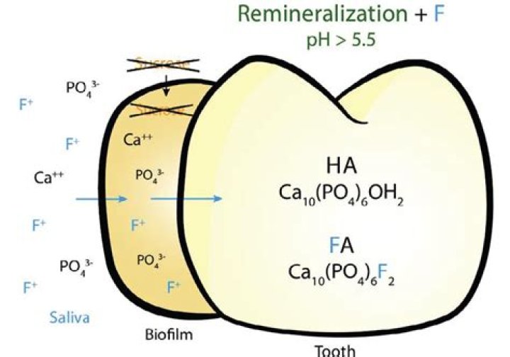 Which of the following is true about the remineralization of a carious lesion?
