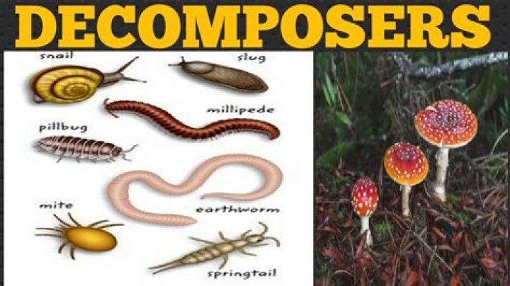 Which of the following organisms would be considered a decomposer?