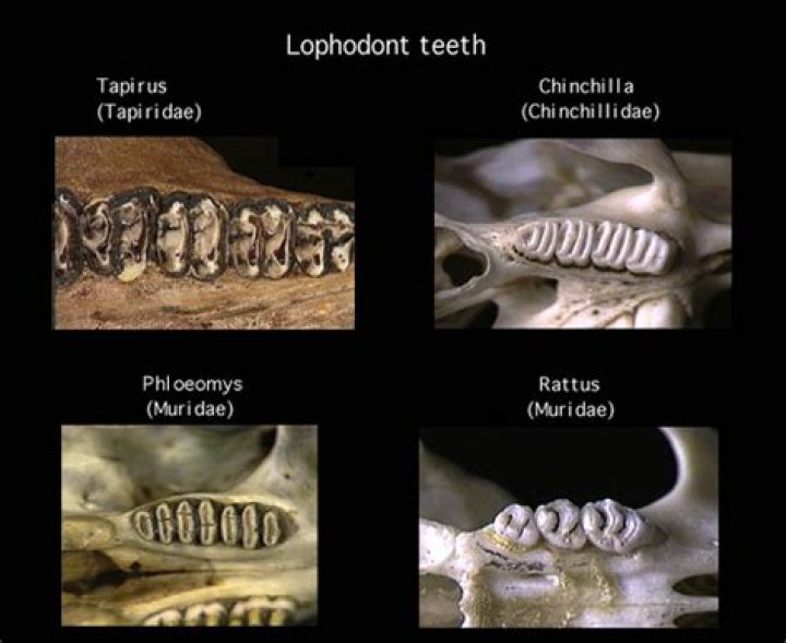 Which ones are lophodont?