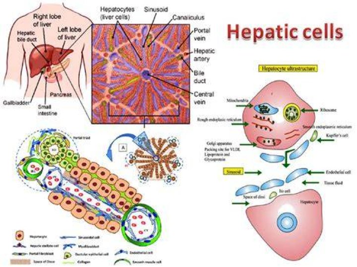 Which organelle prevails in the biliary pole of hepatocyte?