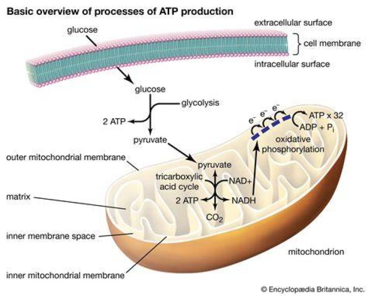 Which organelle produces atp?
