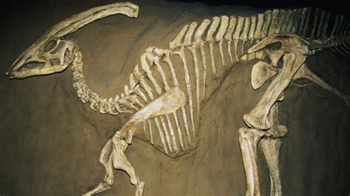 Which part of a dinosaur is least likely to be fossilized?