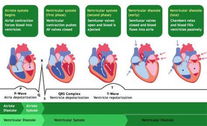 Which part of ecg is when ventricles depolarize?